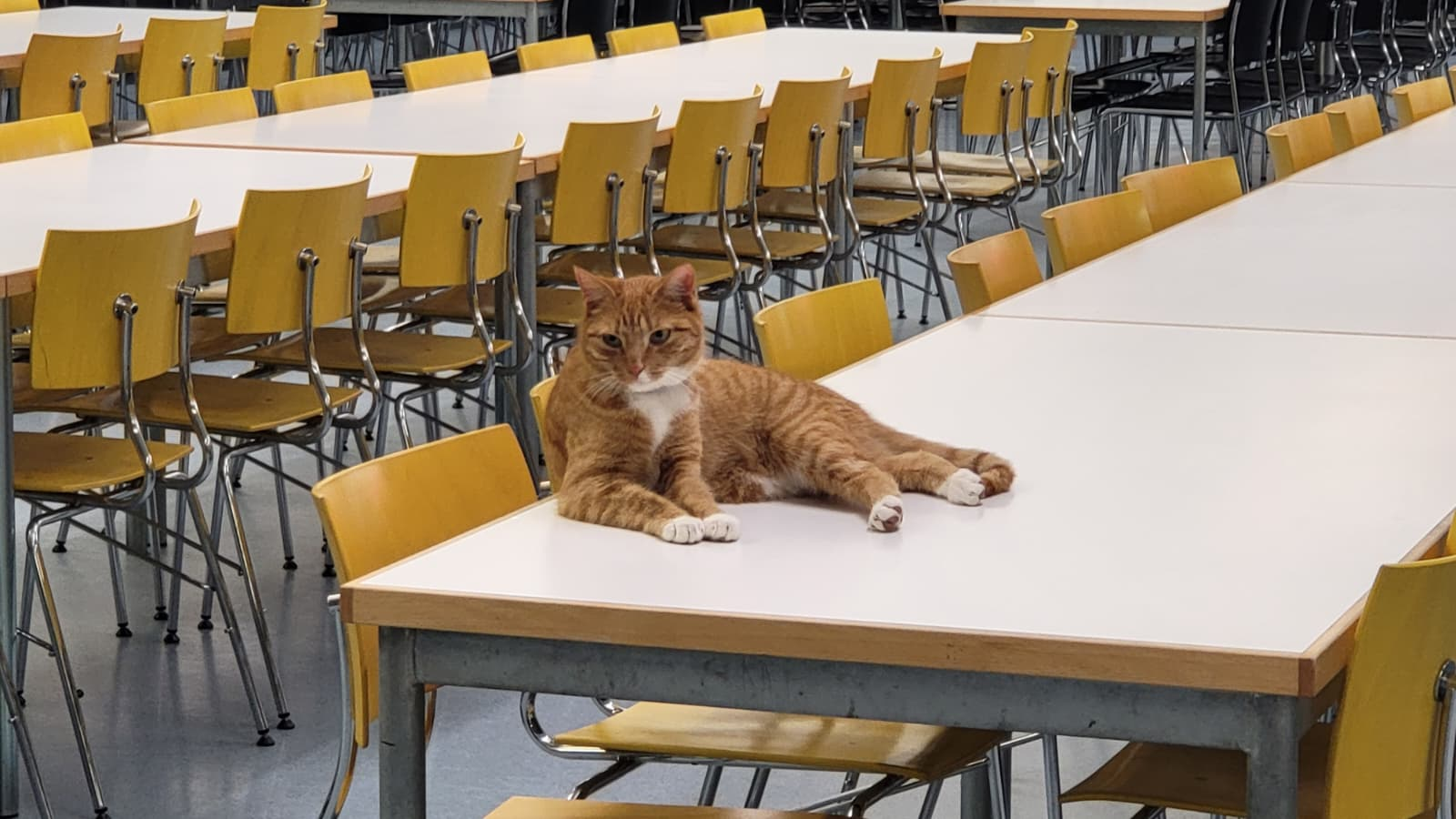 Cat on table (Maskottchen)